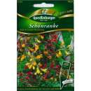 Schönranke Red & Cream Mix - Eccremocarpus scaber - Samen