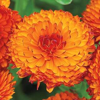 Ringelblume Neon - Calendula officinalis - Samen