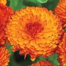 Ringelblume Neon - Calendula officinalis - Samen