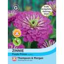 Zinnie Purple Prince - Zinnia elegans - Samen