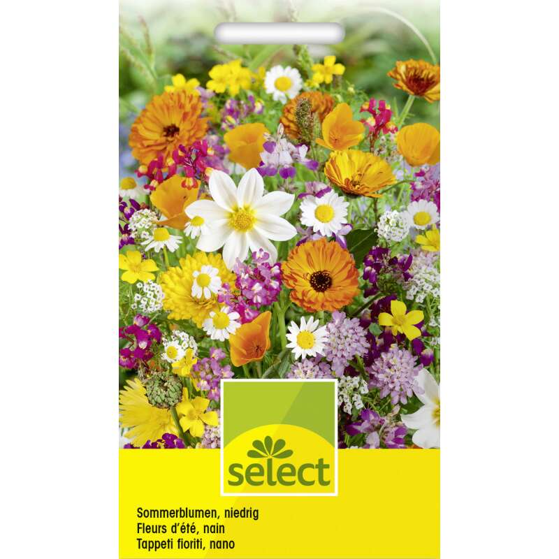 Blumenmischung, niedrige Sommerblumen - Diverse species - Samen