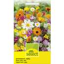 Blumenmischung, niedrige Sommerblumen - Diverse species -...