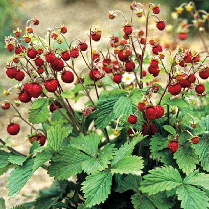 Erdbeere, Walderdbeere - Fragaria vesca var. vesca - Samen