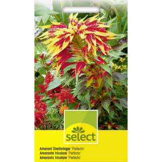 Amaranth, dreifarbiger Perfecta - Amaranthus tricolor -...