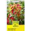 Amaranth, dreifarbiger Perfecta - Amaranthus tricolor - Samen