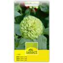 Zinnie Queen Lime - Zinnia elegans - Samen