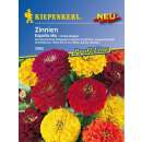 Zinnie Espana Mix - Zinnia elegans - Samen