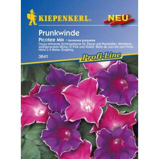 Winde, Trichterwinde Picotee Mix - Ipomoea purpurea - Samen