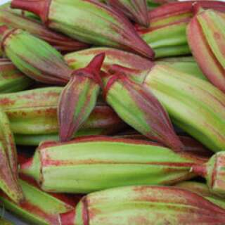 Okra Hill Country Red - Abelmoschus esculentus - Samen