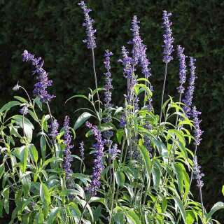 Mexikanische Chia - Salvia hispanica - BIOSAMEN