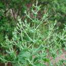 Mexikanische Chia - Salvia hispanica - BIOSAMEN