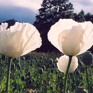 Mohn, weisser Schlafmohn Peshawar - Papaver somniferum -...