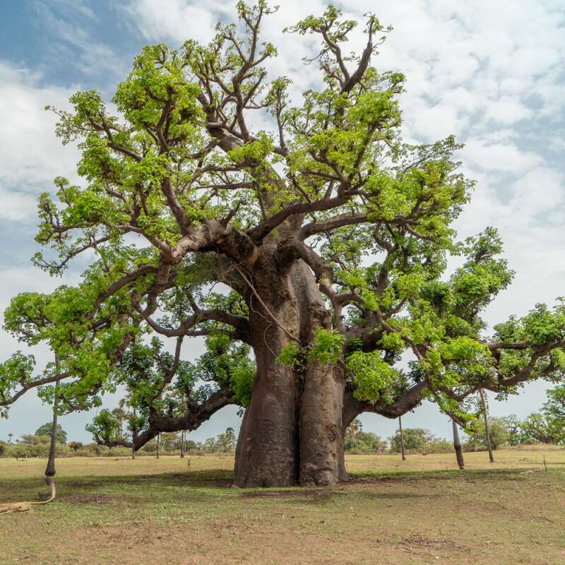 Baobab, echter - Adansonia digitata - Samen