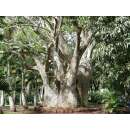 Baobab, echter - Adansonia digitata - Samen