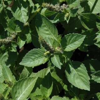 Basilikum, heiliges Tulsi Rama - Ocimum tenuiflorum - BIOSAMEN