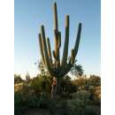 Saguaro Riesenkaktus - Carnegiea gigantea - Samen