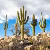 Saguaro Riesenkaktus - Carnegiea gigantea - Samen