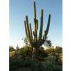 Saguaro Riesenkaktus - Carnegiea gigantea - Samen