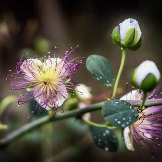 Kapernstrauch - Capparis spinosa - Samen