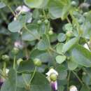 Kapernstrauch - Capparis spinosa - Samen