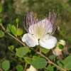 Kapernstrauch - Capparis spinosa - Samen