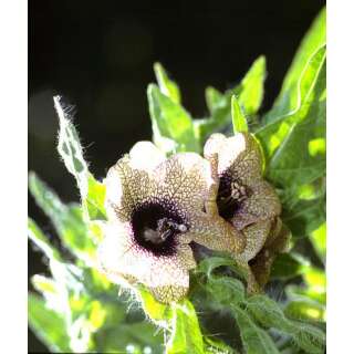 Bilsenkraut, schwarzes - Hyosciamus niger  - Demeter biologische Samen