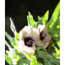 Bilsenkraut, schwarzes - Hyosciamus niger  - Demeter...