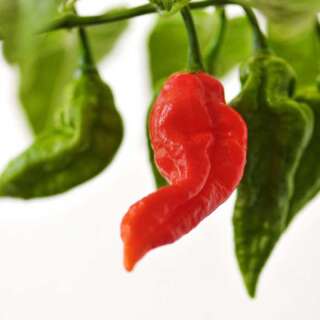 Chili GHOSTCHILI Bhut Jolokia - Capsicum chinense - Samen