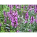 Heilziest, Betonie, Pfaffenblume - Stachys officinalis...