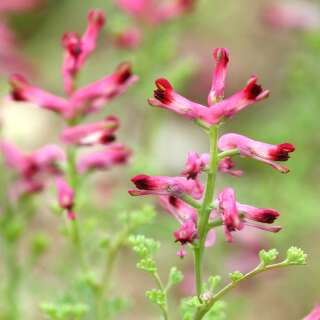 Erdrauch, Krätzheil - Fumaria officinalis - Samen