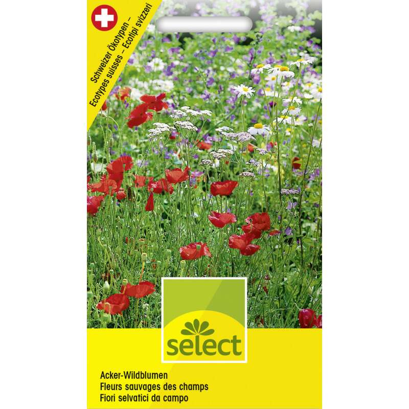 Wildblumenmischung Acker Wildblumen - Diverse species - Samen