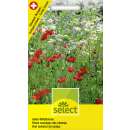 Wildblumenmischung Acker Wildblumen - Diverse species -...