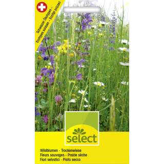 Wildblumenmischung Wildblumen Trockenwiese - Diverse...