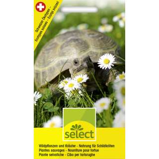 Wildblumenmischung Wildpflanzen und Kräuter für Schildkröten - Diverse species - Samen