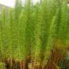Beifuss, Besenbeifuss roter - Artemisia scoparia - BIOSAMEN