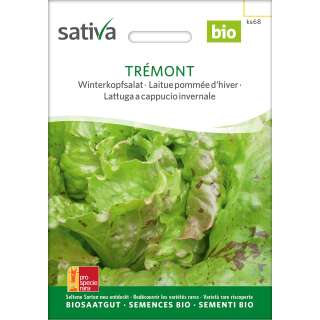 Kopfsalat, Winterkopfsalat Tremont - Lactuca sativa  -...