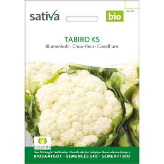 Blumenkohl Tabiro KS - Brassica oleracea botrytis  - BIOSAMEN