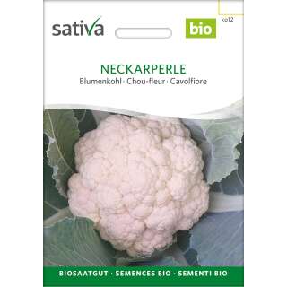 Blumenkohl Neckarperle - Brassica oleracea botrytis  - BIOSAMEN