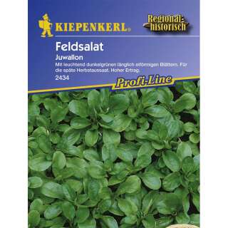 Nüsslisalat, Feldsalat Juwallon - Valerianella locusta - Samen