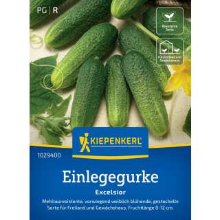 Gurke, Einlegegurke Excelsior F1 - Cucumis sativus - Samen