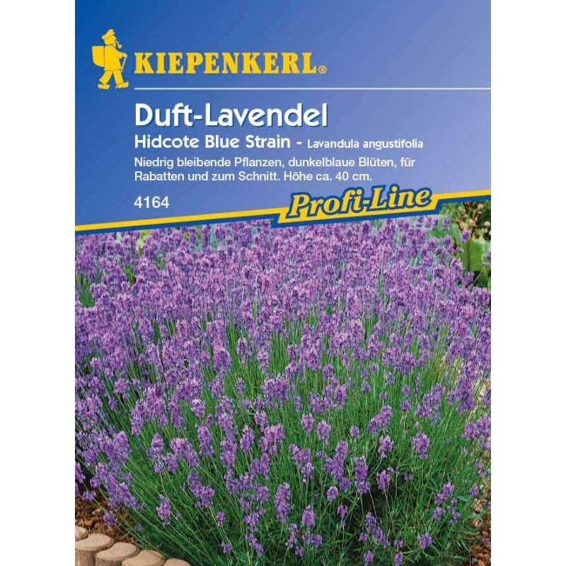 Lavendel Hidcote Blue Strain - Lavandula angustifolia - Samen