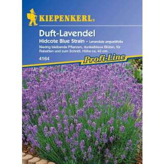 Lavendel Hidcote Blue Strain - Lavandula angustifolia -...