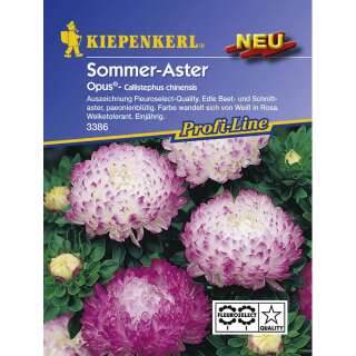 Aster, Sommeraster Opus - Callistephus chinensis - Samen