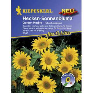 Sonnenblume, Heckensonnenblume Golden Hedge - Helianthus annuus - Samen