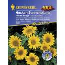 Sonnenblume, Heckensonnenblume Golden Hedge - Helianthus...