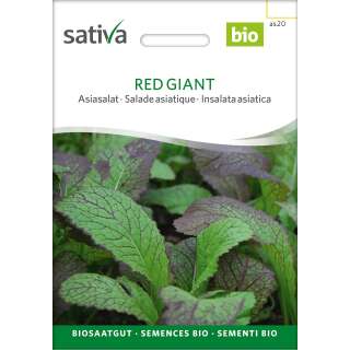 Asiasalat Red Giant - Brassica juncea - BIOSAMEN