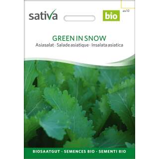 Asiasalat Green In Snow - Brassica juncea - BIOSAMEN