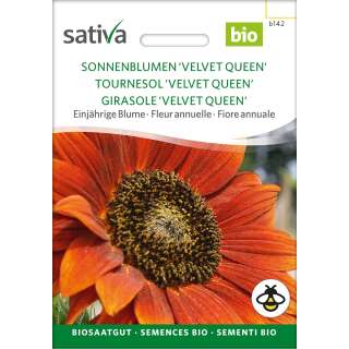 Sonnenblume Velvet Queen - Helianthus annuus  - BIOSAMEN