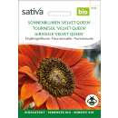 Sonnenblume Velvet Queen - Helianthus annuus  - BIOSAMEN