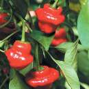 Chili Jamaican Hot Red- Capsicum chinense - Samen